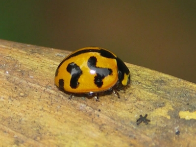 Transverse Ladybird - Ladybirds species | CHIAMAIAS JISHEBI | ჭიამაიას ჯიშები